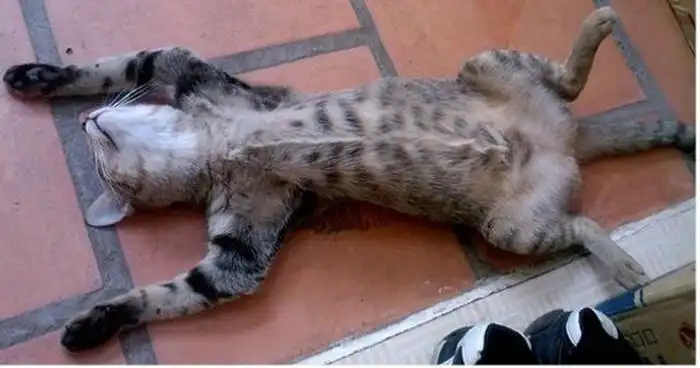 Спящие коты