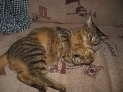 Молодой кот Джастин