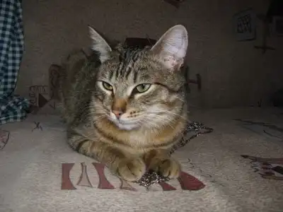 Молодой кот Джастин