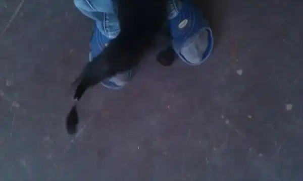 Кошечка-ксюша