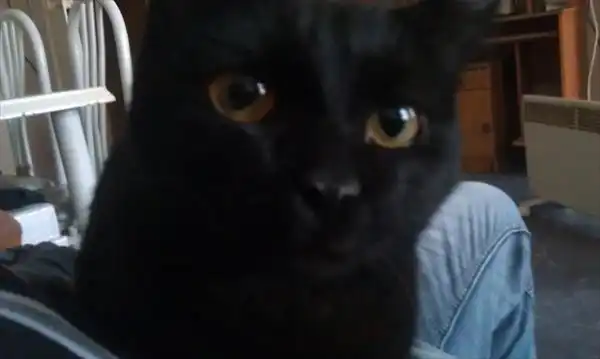 Кошечка-ксюша