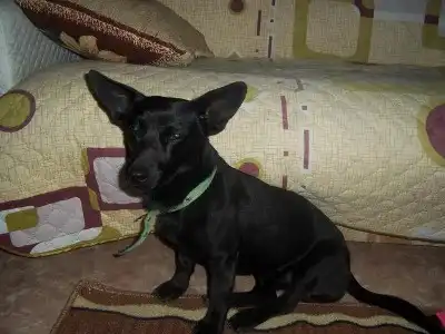 Чёрный песик ждет хозяина