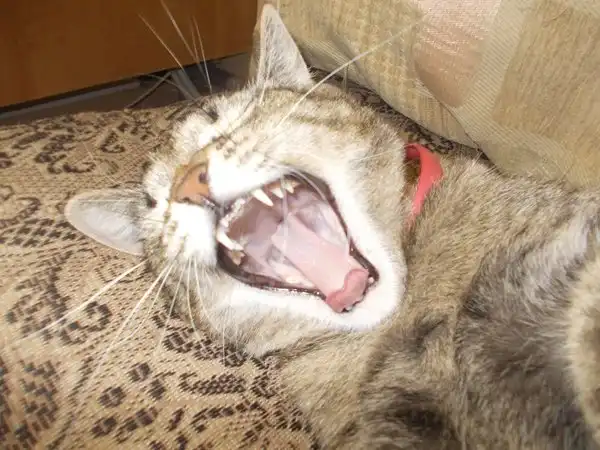 Один рабочий день ветеринара