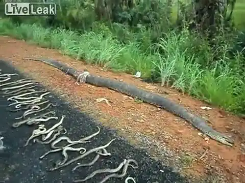 Беременную анаконду переехал автомобиль