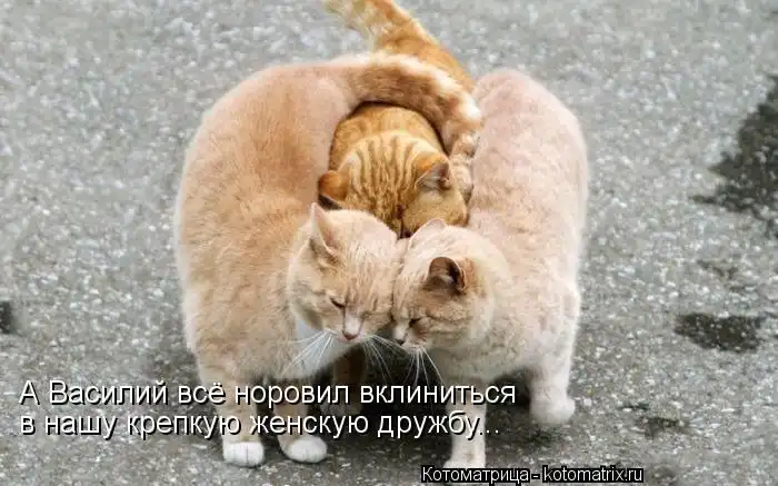 Лучшие котоматрицы недели