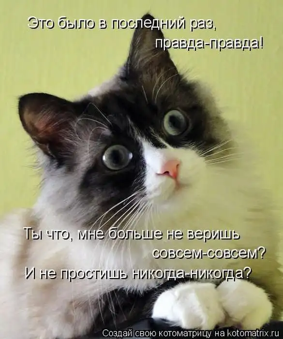 Лучшие котоматрицы недели