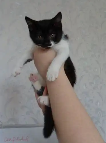 Котёнок Мишка (2 мес)