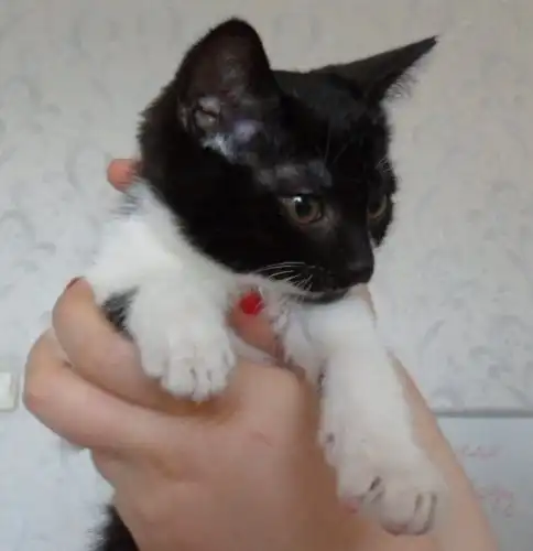 Котёнок Мишка (2 мес)