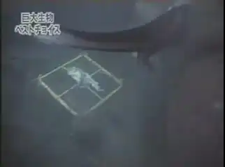 Акула Мегалодон живет в Марианской впадине