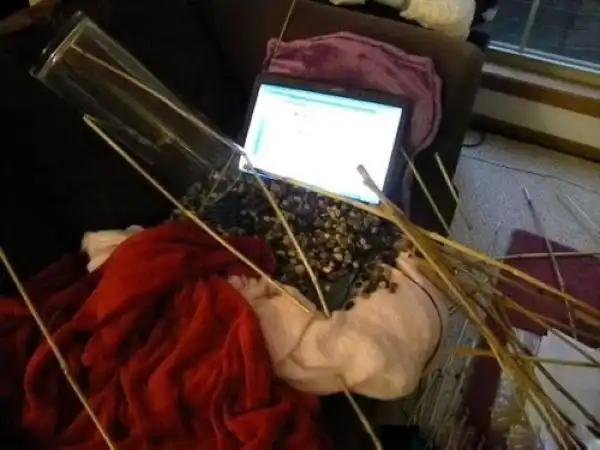 Не оставляйте своих питомцев одних