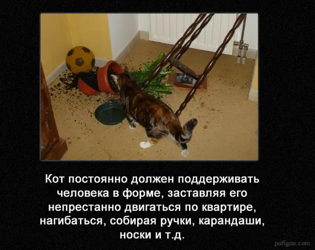 Что должен делать кот.