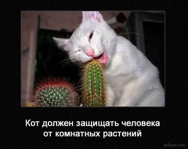 Что должен делать кот.