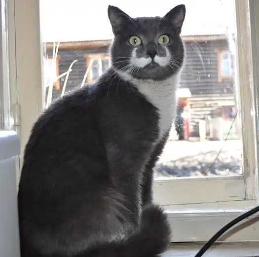 Отдам в хорошие руки  кота Эркюля