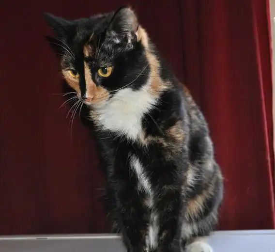 Отдам в хорошие руки  кошечку Лялечку