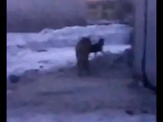 Маленький гигант большого секса