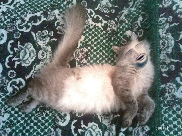 подборка смеха #2