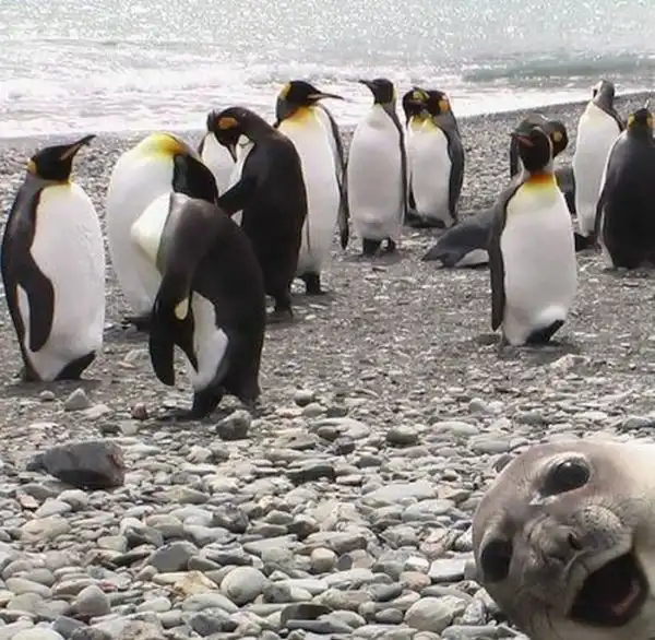 Животные фотобомбы