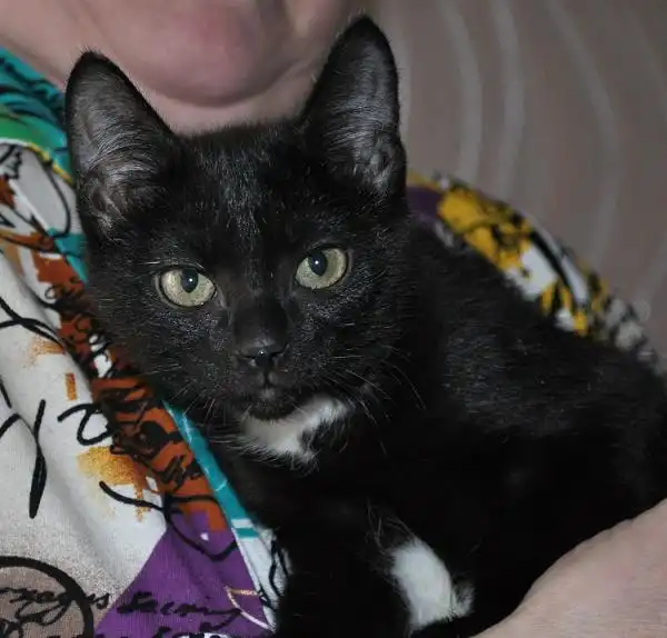 Чёрная девочка с ореховыми глазками!