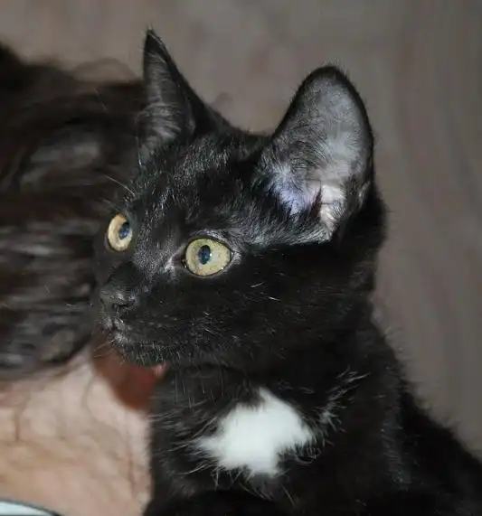 Чёрная девочка с ореховыми глазками!