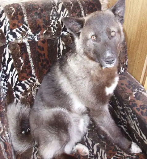 Отдам в хорошие руки собаку Плюшу