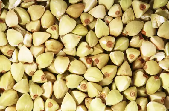 Зеленая гречка – «знакомая незнакомка»