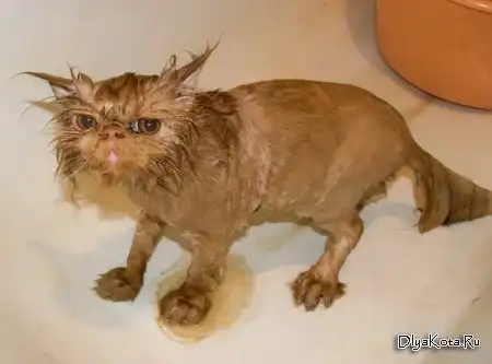 Смешные и красивые коты и кошки