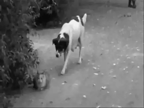 Видеоприколы с животными...