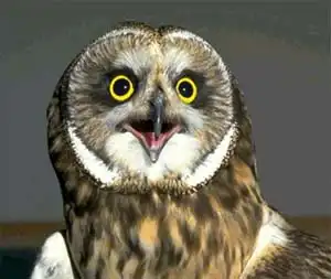 Про Сову кота и белку.