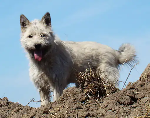 Прикольная собака Умка