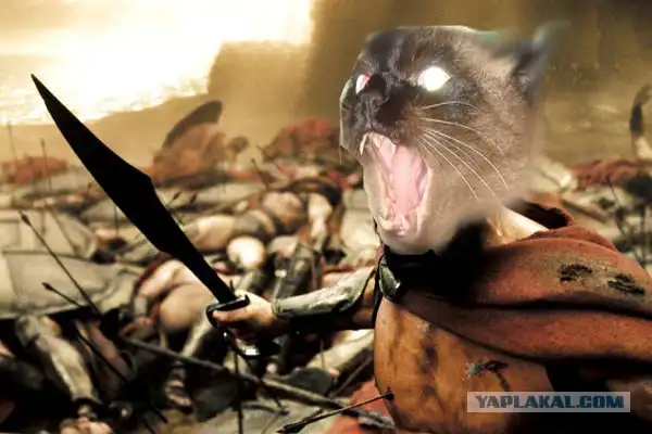 Отфотожабили одного кошака...