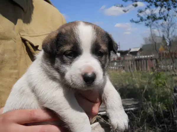 Бездомные малыши ищут дом!