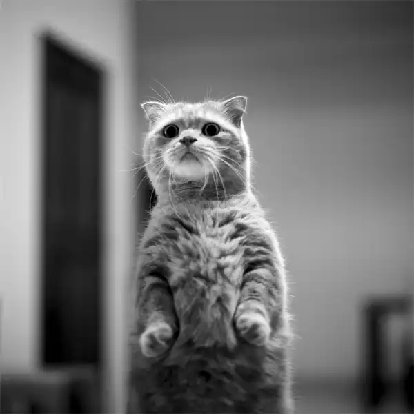 СМЕШНЫЕ И КРАСИВЫЕ КОТЫ И КОШКИ №2