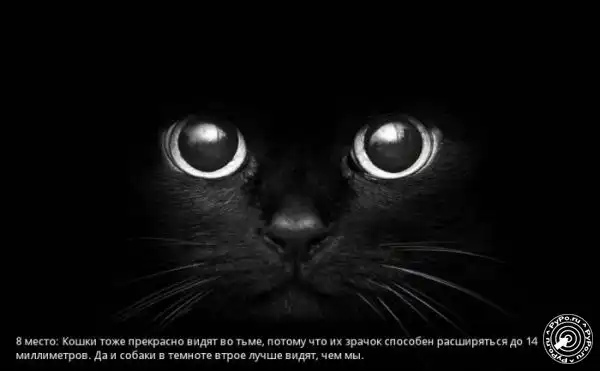 Животное зрение.