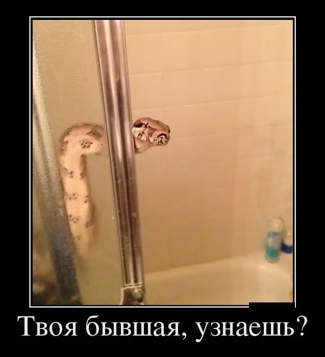 Картинки в черной рамке