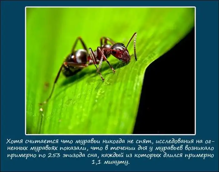 Про сон животных