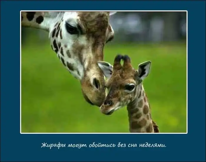 Про сон животных