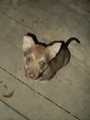 Крошка щенок (1-1,5 мес.)