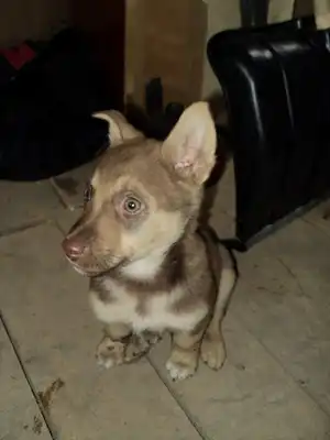 Крошка щенок (1-1,5 мес.)