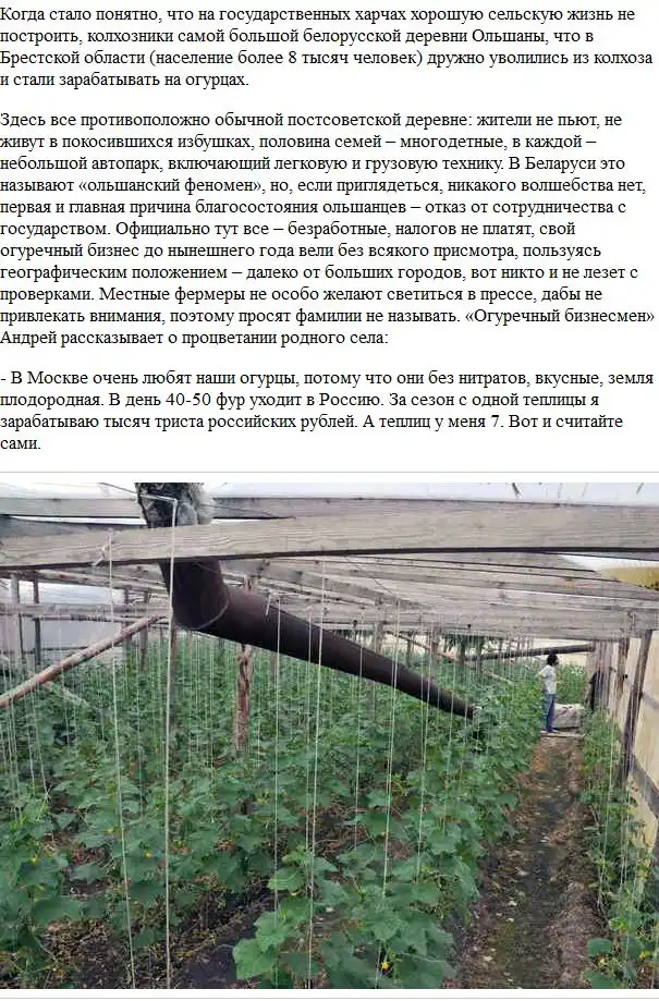 Как разбогатеть на огурцах