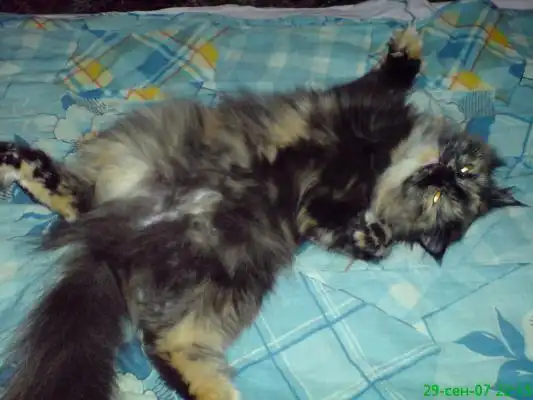 Ищет дом замечательная кошка-перс