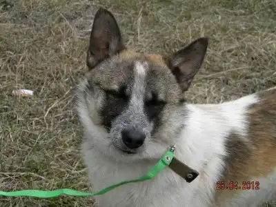 Бело-рыжий пёсик