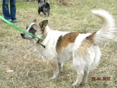 Бело-рыжий пёсик