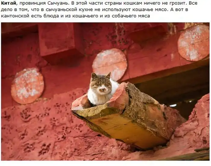 О кошках в разных городах