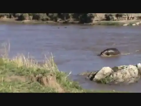 Бегемот пытается спасти антилопу...