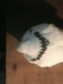 Найден голубь!