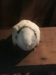 Найден голубь!