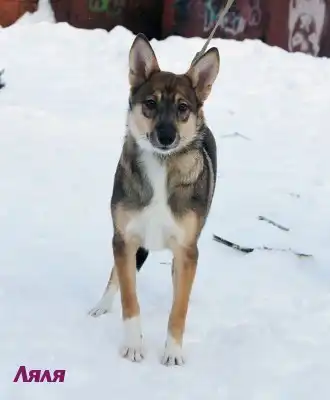 Собака Ляля ждет своего Хозяина