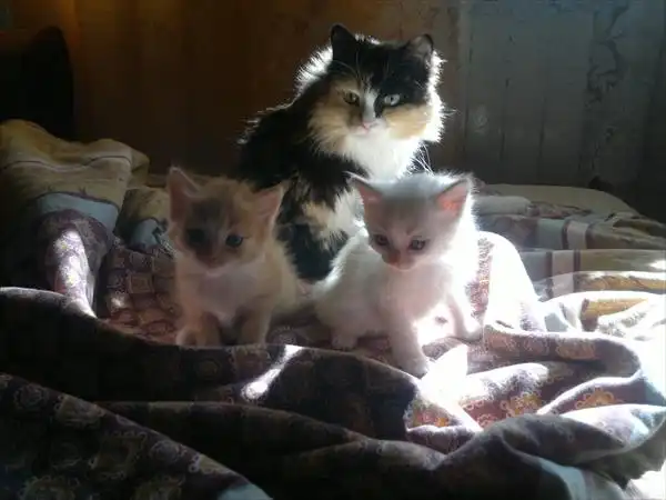 2 котёнка