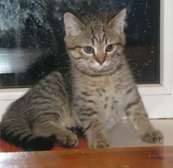 Отдам в хорошие руки котёнка