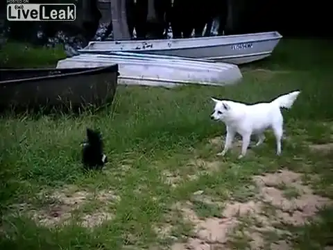 Собака против скунса